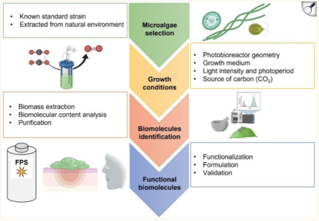 Proceso de producción de biomoléculas derivadas de microalgas Algaldo