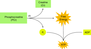 recuperación muscular
