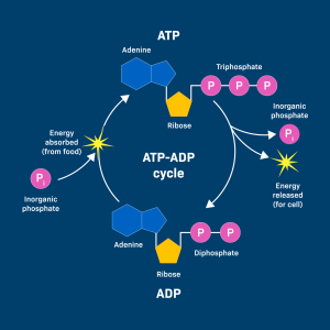 Ciclo ATP y fosfocreatina