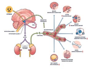 cortisol and stress muscle